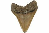 Serrated, 5.04" Fossil Megalodon Tooth - North Carolina - #199700-1